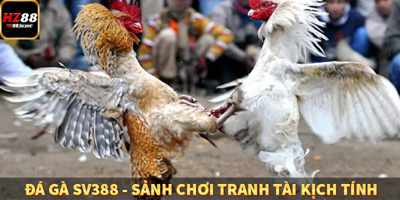 Đá Gà SV388 – Sảnh Chơi Tranh Tài Kịch Tính Tại HZ88