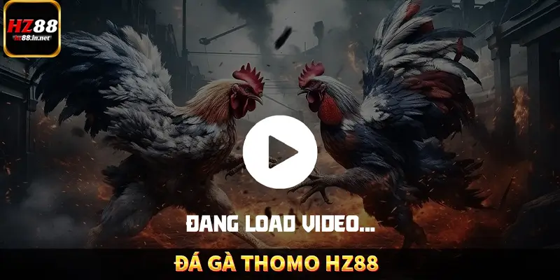 Đá Gà Thomo HZ88 – Trải Nghiệm Chọi Kê Kịch Tính, Hấp Dẫn