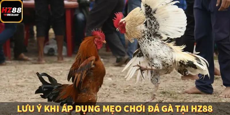 Lưu ý khi áp dụng mẹo chơi đá gà tại HZ88