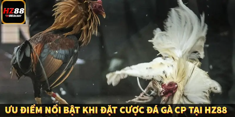 Đá Gà Thomo HZ88 - Trải Nghiệm Chọi Kê Kịch Tính, Hấp Dẫn 10 Ưu điểm nổi bật khi đặt cược đá gà CP tại HZ88