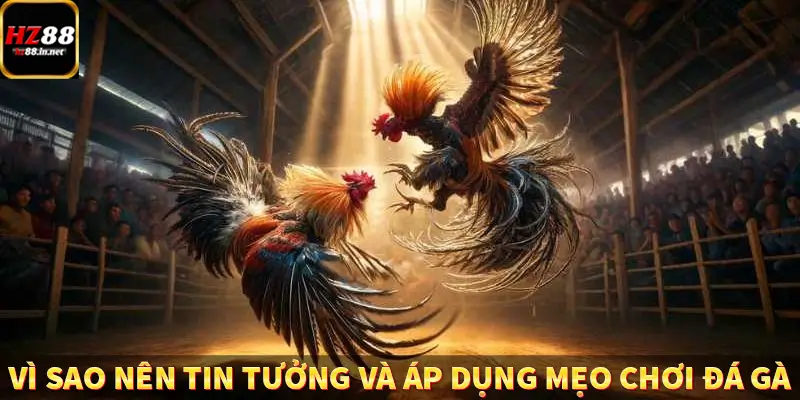 Vì sao nên tin tưởng và áp dụng mẹo chơi đá gà