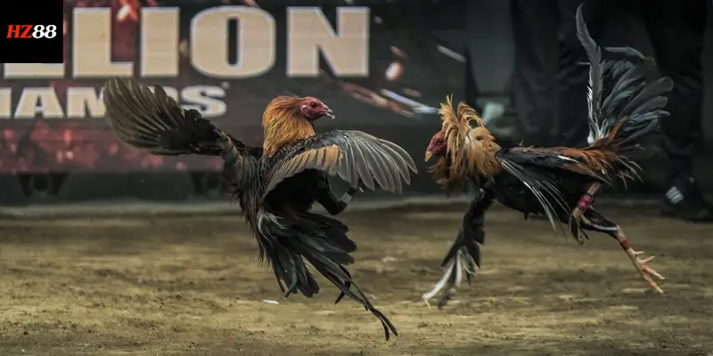 Bật mí chiến lược đặt cược giúp người chơi chiến thắng dễ hơn