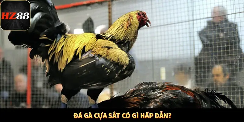 Đá gà cựa sắt có gì hấp dẫn?