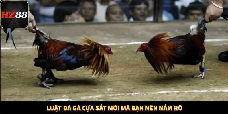 Luật đá gà cựa sắt mới mà bạn nên nắm rõ