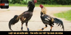 Luật Đá Gà Miền Bắc - Tìm Hiểu Chi Tiết Tại Nhà Cái HZ88