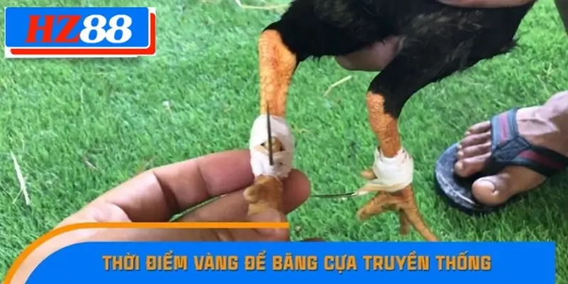 Thời điểm vàng để băng cựa truyền thống