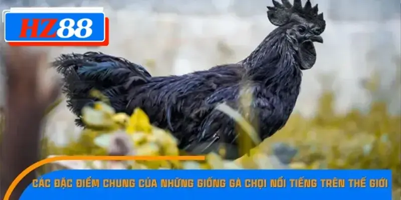 Các đặc điểm chung của những giống gà chọi nổi tiếng trên thế giới Các đặc điểm chung của những giống gà chọi nổi tiếng trên thế giới