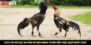 Cách Gà Đá Học Ra Đòn Và Bản Năng Chiến Đấu Hiệu Quả Nhất HZ88