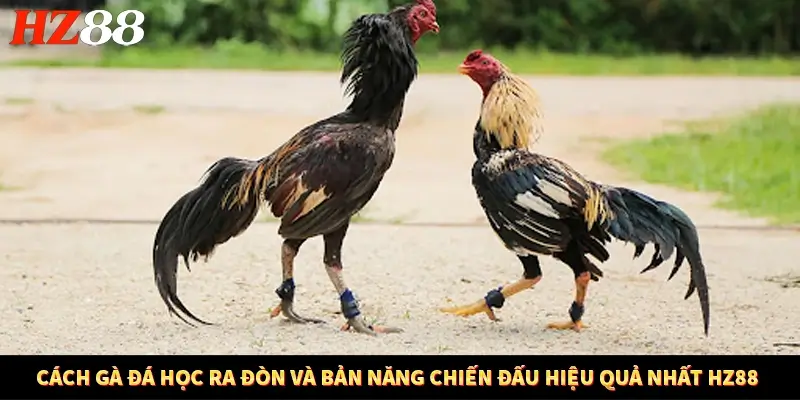 Cách Gà Đá Học Ra Đòn Và Bản Năng Chiến Đấu Hiệu Quả Nhất HZ88