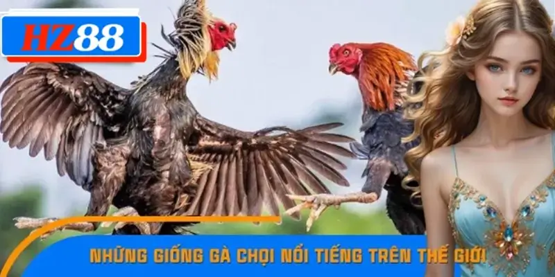Những Giống Gà Chọi Nổi Tiếng Thế Giới Tìm Hiểu Tại HZ88 7 Những Giống Gà Chọi Nổi Tiếng Trên Thế Giới Mà Bạn Nên Biết
