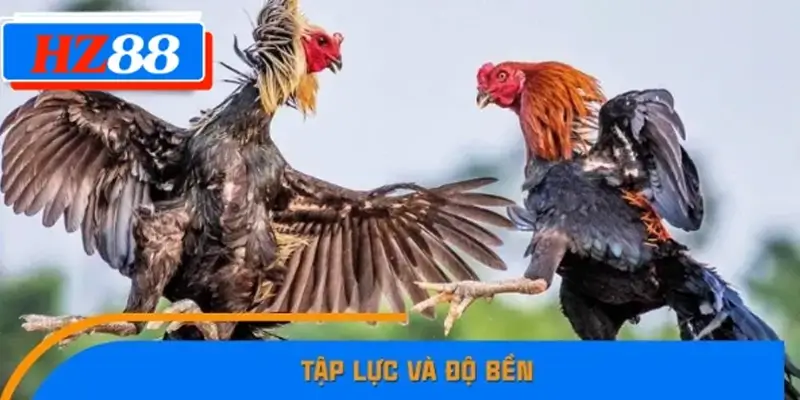 Tập lực và độ bền