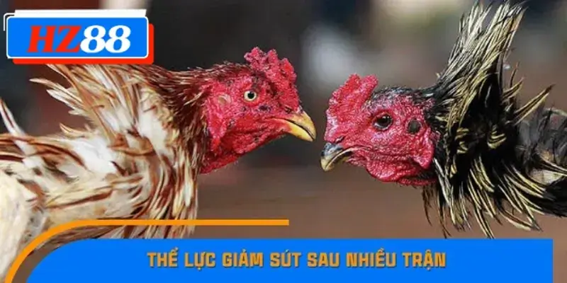 Thể lực giảm sút sau nhiều trận