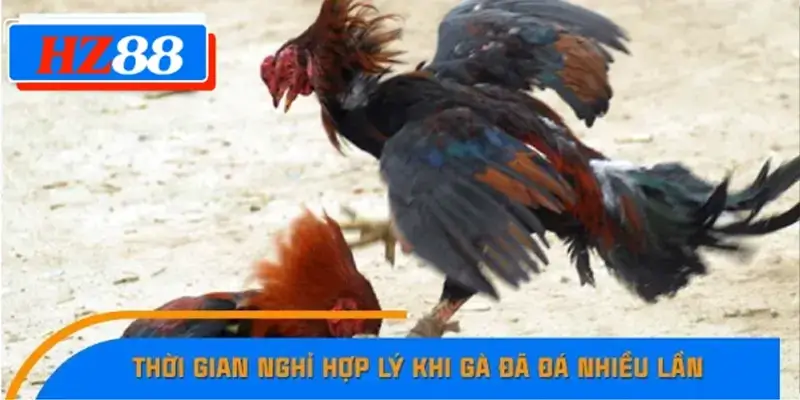 Thời gian nghỉ hợp lý khi gà đã đá nhiều lần